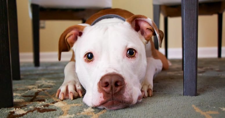 ¿Cuántos años vive un perro pitbull?
